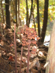 Pterospora andromedea image