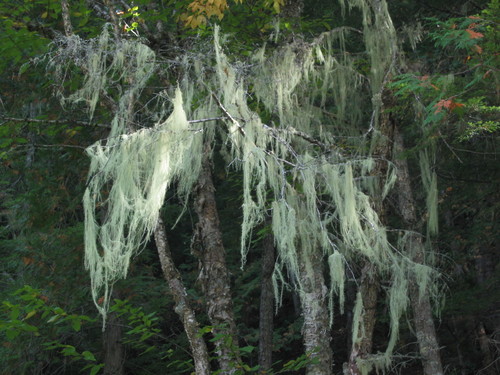 Dolichousnea image