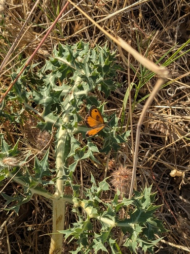 Southern Gatekeeper