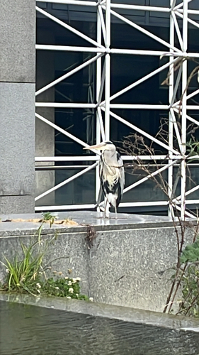 Grey Heron