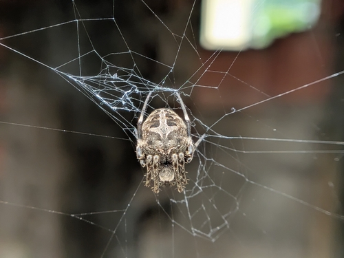 Brown Sailor Spider