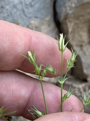 Eremogone stenomeres