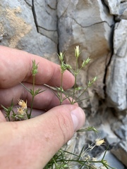 Eremogone stenomeres