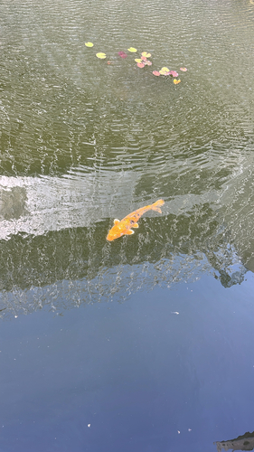 Amur Carp