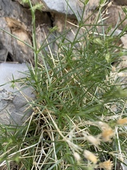 Eremogone stenomeres