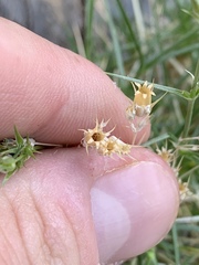 Eremogone stenomeres