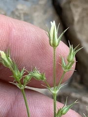 Eremogone stenomeres