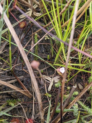 Pale Butterwort