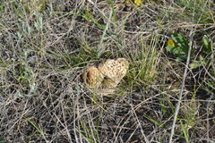 Morchella steppicola