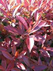 Photinia × fraseri