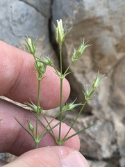 Eremogone stenomeres