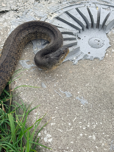 Florida Green Watersnake