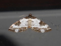 Melanthia procellata