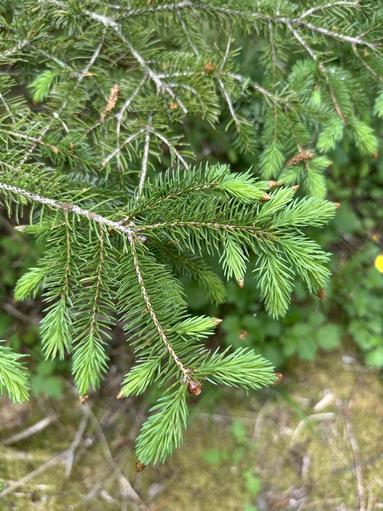 White Spruce