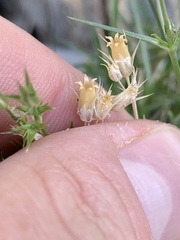 Eremogone stenomeres