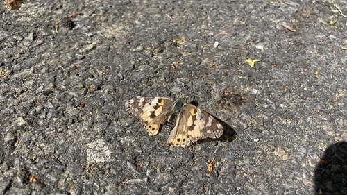 Painted Lady