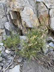 Eremogone stenomeres