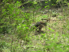 Euxerus erythropus