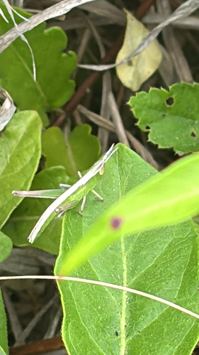 Admirable Grasshopper