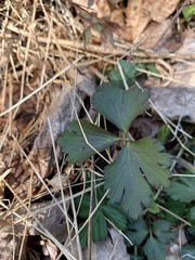 Waldsteinia fragarioides