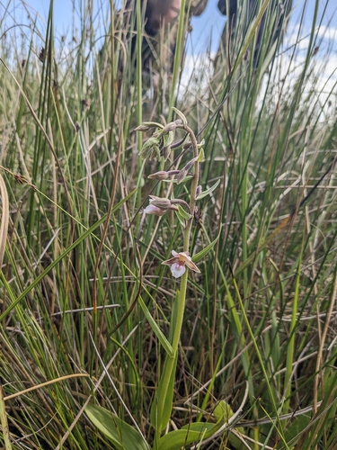 Marsh Helleborine