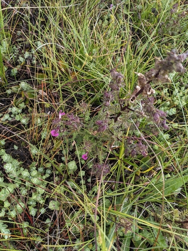 Marsh Lousewort