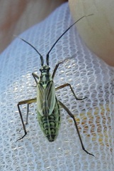 Leptopterna dolabrata