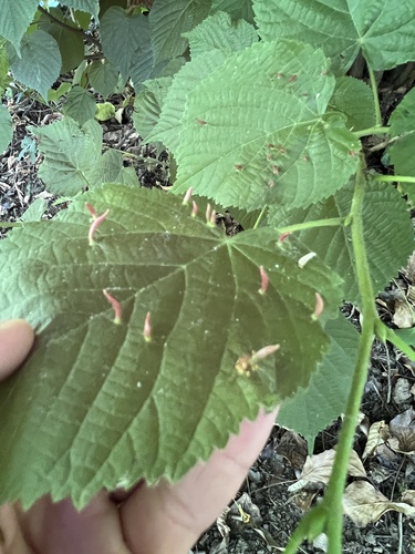 Red Nail Gall Mite