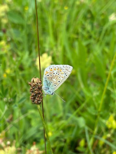 Common Blue