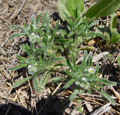 Cryptantha crassisepala