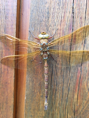 Brown Hawker