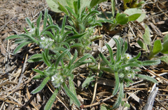 Cryptantha crassisepala