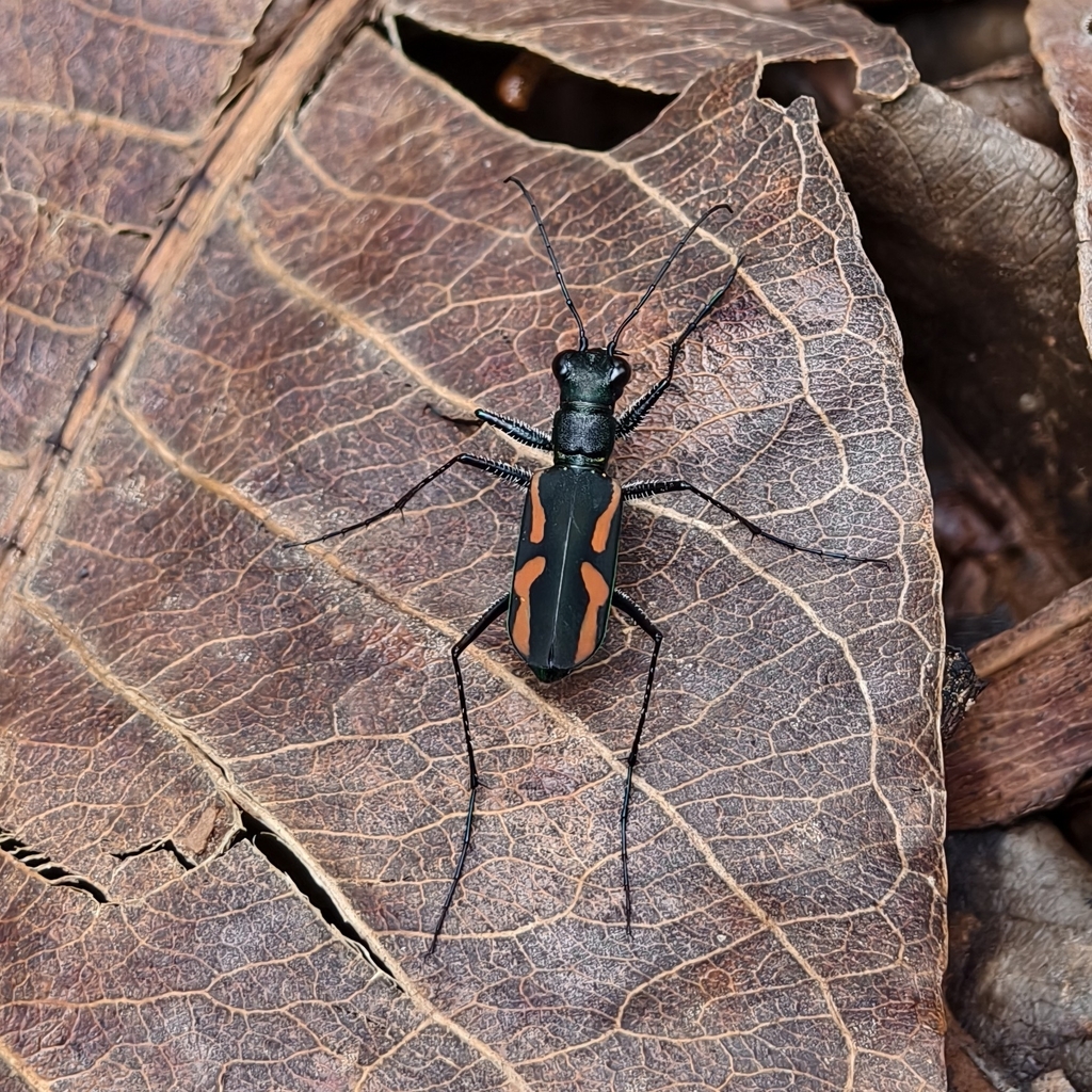 Cicindela zingaroana