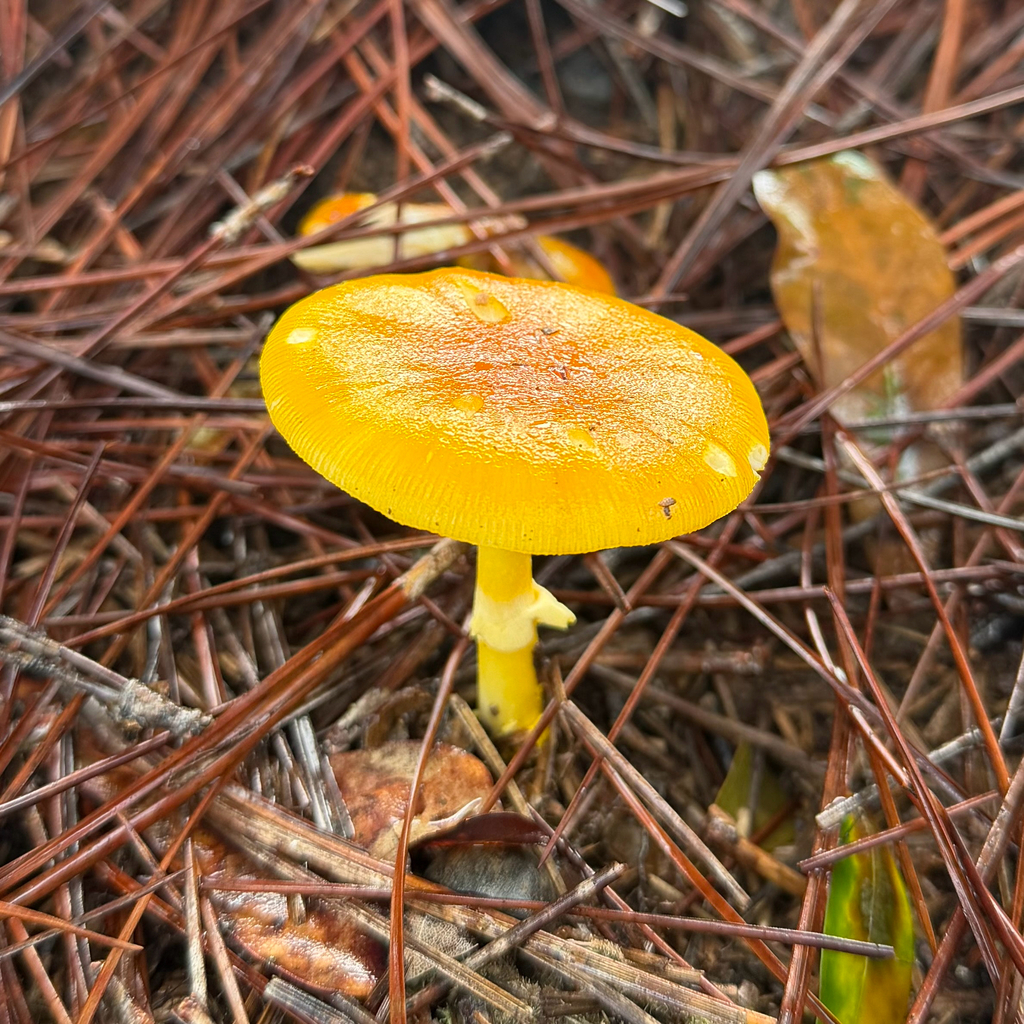 Amanita flavoconia · June 2026 · photo: Photo: (c) Dan Vickers, some rights reserved (CC BY) · iNaturalist