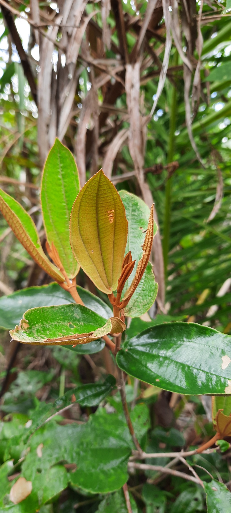 Miconia albicans