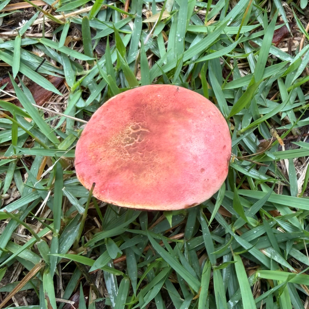 Boletus mahoganicoloroides