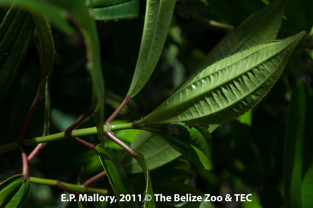 Miconia ciliata