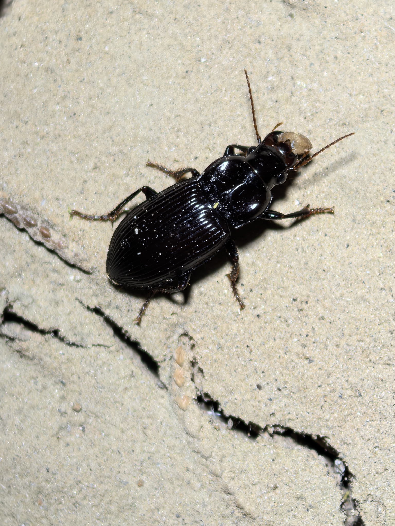 Harpalus calceatus