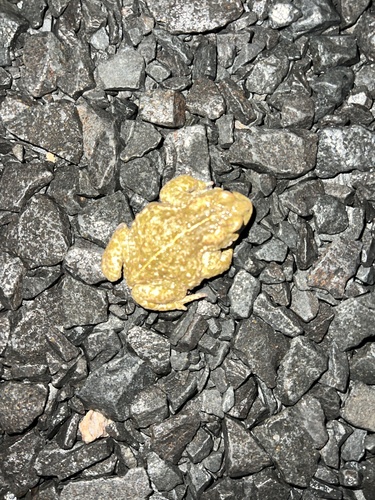 Natterjack Toad