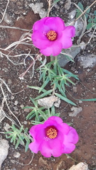 Portulaca grandiflora