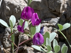 Astragalus mohavensis