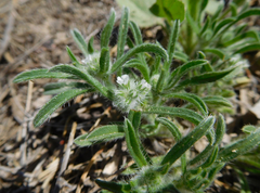 Cryptantha crassisepala