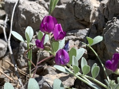 Astragalus mohavensis