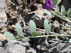 Astragalus mohavensis