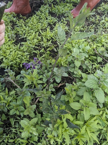 bittersweet nightshade