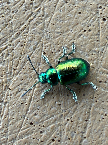 Green Dock Beetle