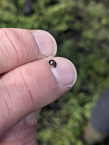 10-spot Ladybird