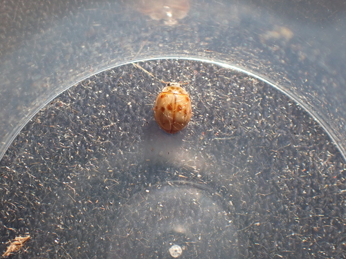 Cream-streaked Ladybird