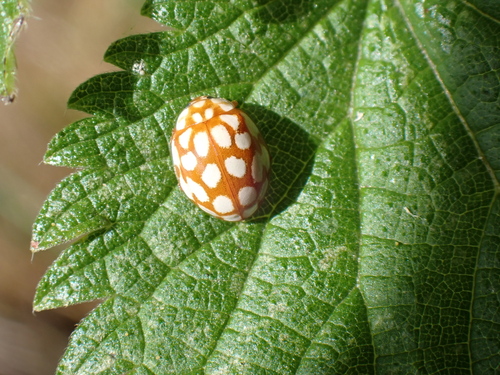 Sospita vigintiguttata