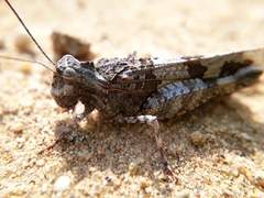 Oedipoda miniata